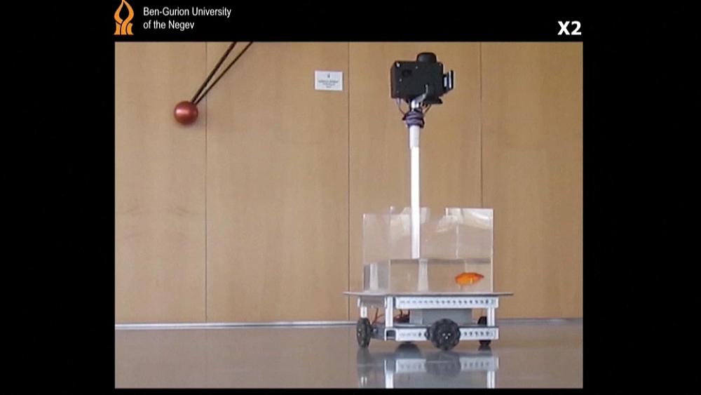 شاهد: سمكة ذهبية تقود مركبة في إسرائيل