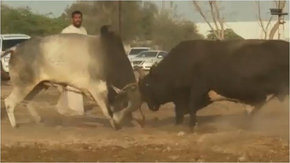 فيديو: مصارعة الثيران في الإمارات.. رياضة تراثية لا تلحقُ أذىً بالحيوان