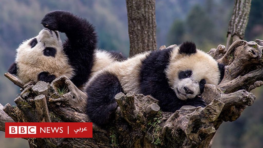 العالم في أسبوع: بداية رمضان، والباندا، وقاضية “تاريخية”