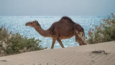 أمالا وجهة عالمية متكاملة للصحة والاستجمام