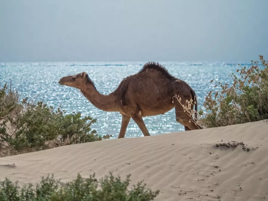 أمالا وجهة عالمية متكاملة للصحة والاستجمام