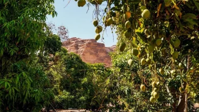موسم الفواكه الصيفية ينطلق غدًا في العلا