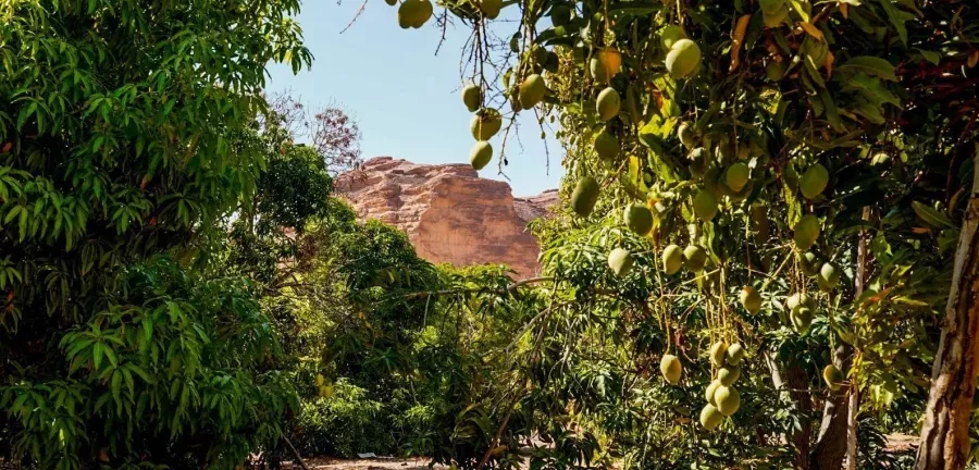 موسم الفواكه الصيفية ينطلق غدًا في العلا